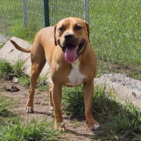 Bones, an adoptable Terrier in Hinesville, GA, 31313 | Photo Image 1