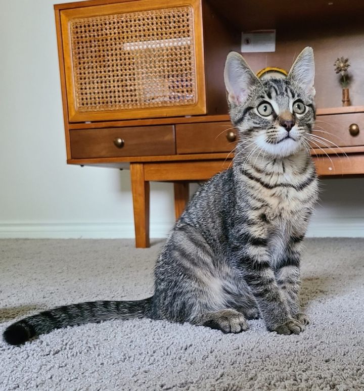 Chip, an adoptable Tabby & Domestic Short Hair Mix in Kentwood, MI_image-5