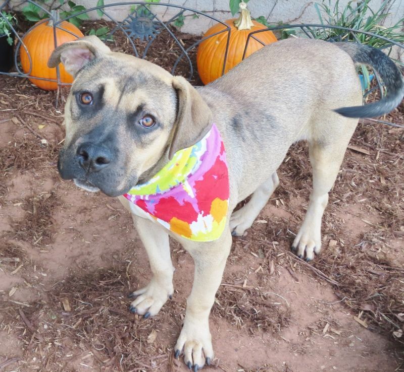KING 394347, an adoptable German Shepherd Dog in Oklahoma City, OK, 73129 | Photo Image 1