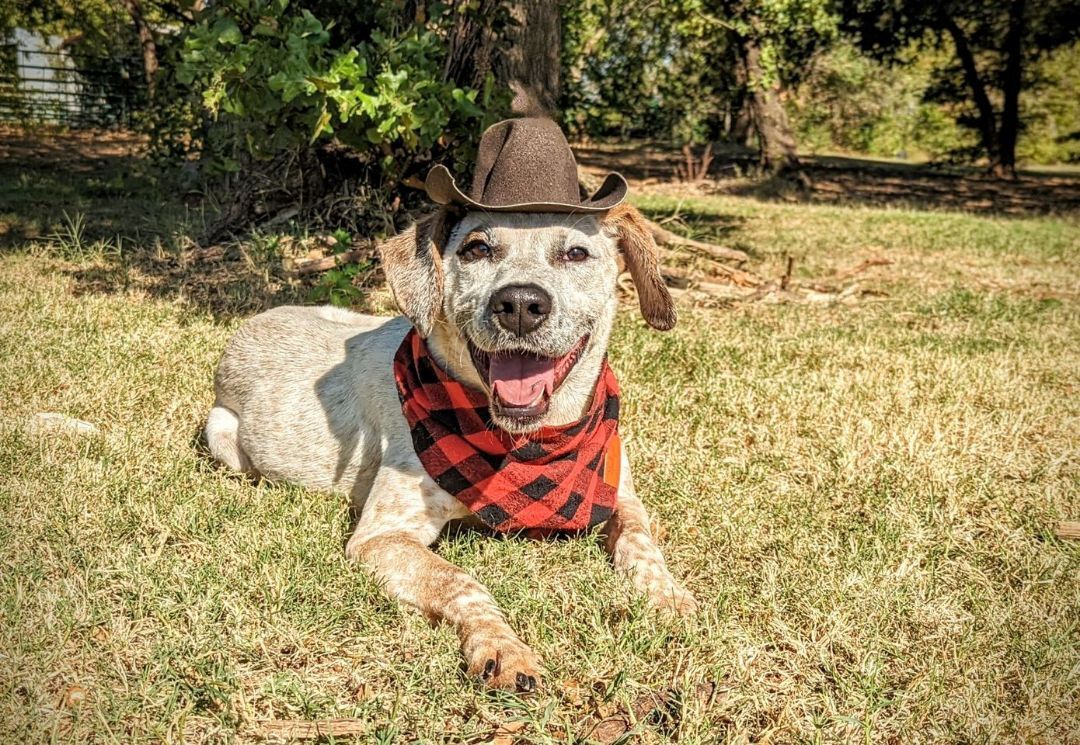 ROO 392575 Cowboy!