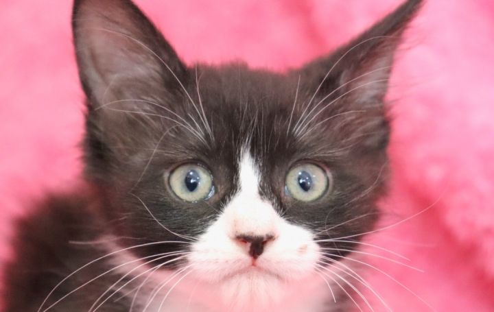 Flicka, an adopted Tuxedo & Domestic Long Hair Mix in Saint Augustine, FL_image-4