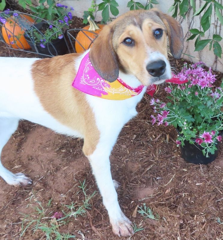 IZZY 394322, an adoptable Anatolian Shepherd, Hound in Oklahoma City, OK, 73129 | Photo Image 1