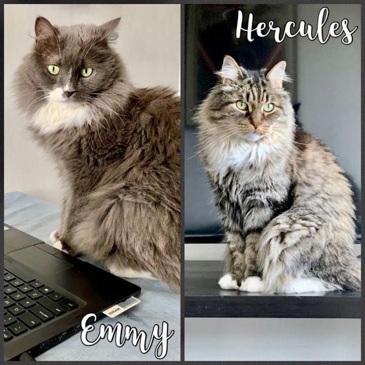 Emmy & Hercules , an adoptable Maine Coon in Bethel, CT_image-1