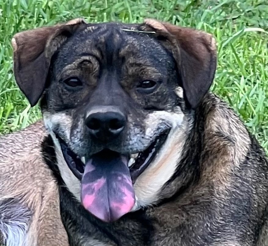 BOO, an adoptable Mountain Cur, Mixed Breed in Crossville, TN, 38557 | Photo Image 1