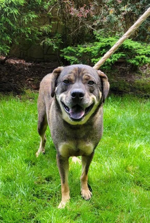 BOO, an adoptable Mountain Cur, Mixed Breed in Crossville, TN, 38557 | Photo Image 1