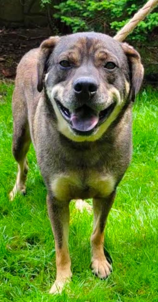 BOO, an adoptable German Shepherd Dog, Rottweiler in Crossville, TN, 38557 | Photo Image 1