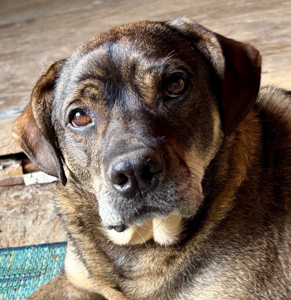 BOO, an adoptable German Shepherd Dog, Rottweiler in Crossville, TN, 38557 | Photo Image 1