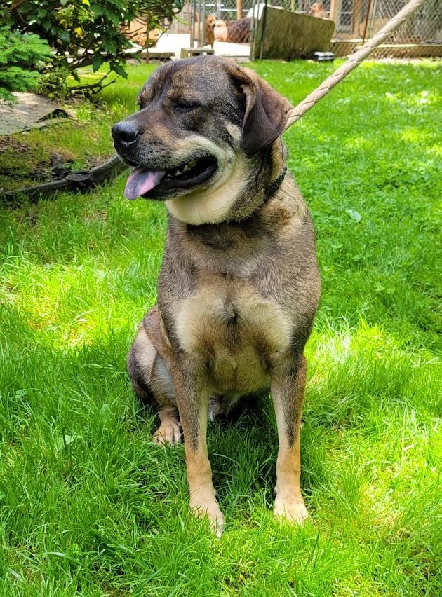 BOO, an adoptable Mountain Cur, Mixed Breed in Crossville, TN, 38557 | Photo Image 2