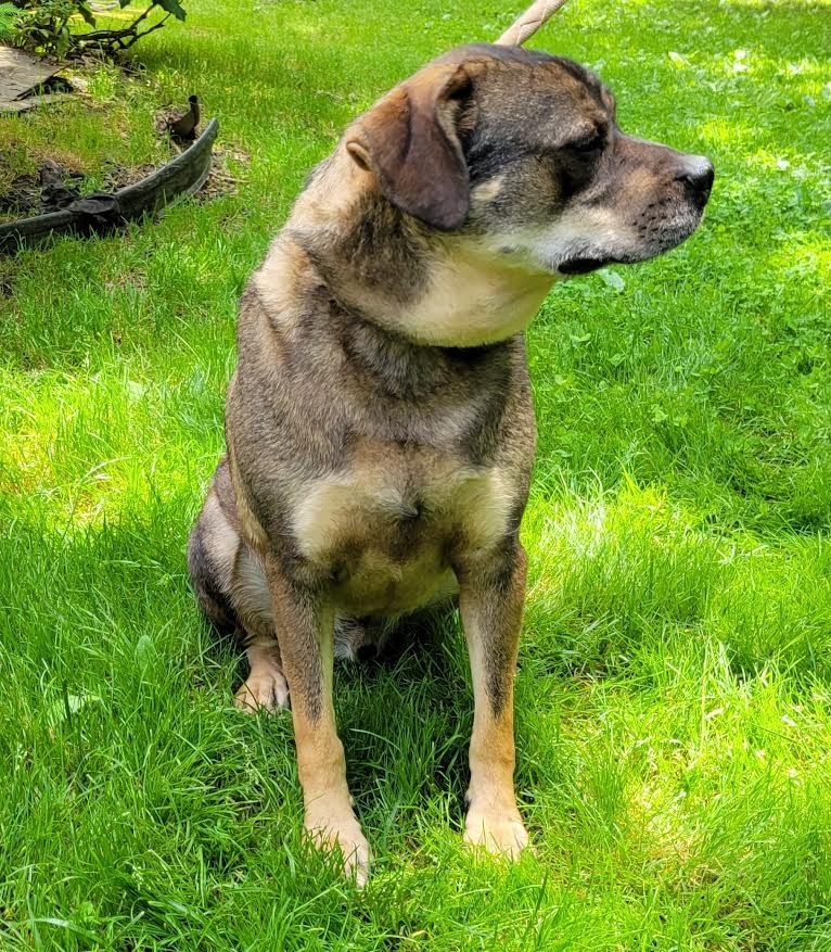 BOO, an adoptable Mountain Cur, Mixed Breed in Crossville, TN, 38557 | Photo Image 2