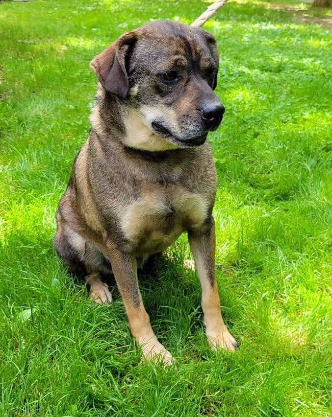 BOO, an adoptable German Shepherd Dog, Rottweiler in Crossville, TN, 38557 | Photo Image 2