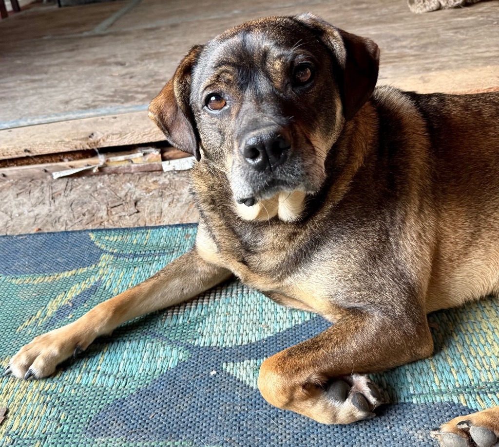 BOO, an adoptable German Shepherd Dog, Rottweiler in Crossville, TN, 38557 | Photo Image 2