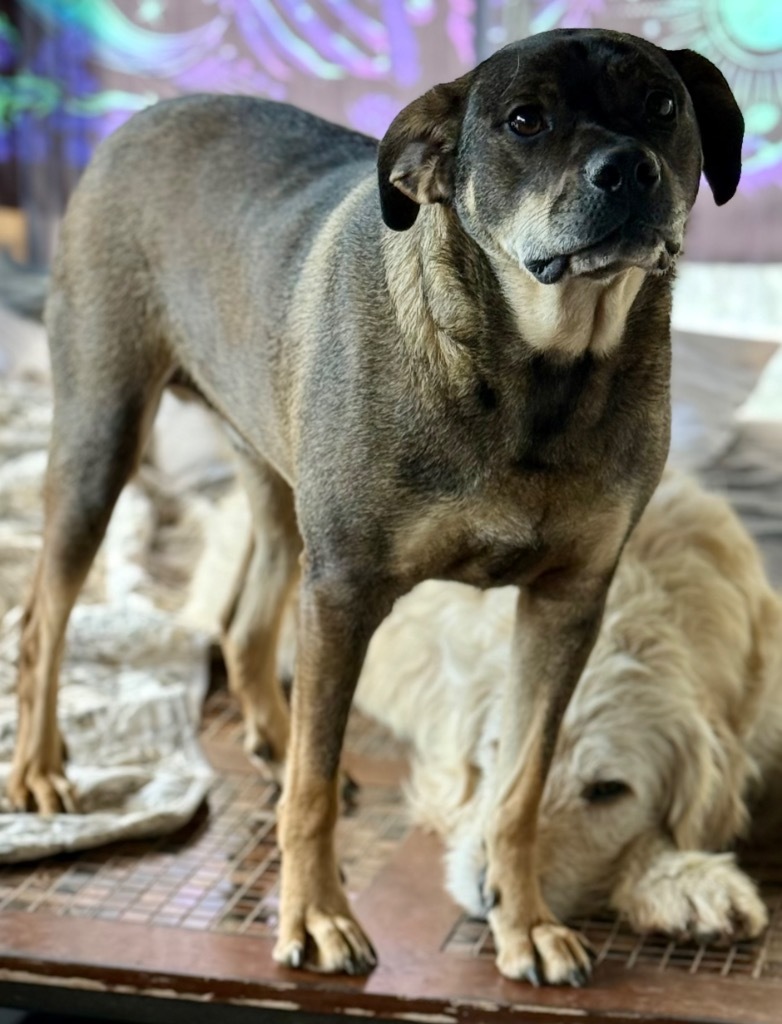 BOO, an adoptable German Shepherd Dog, Rottweiler in Crossville, TN, 38557 | Photo Image 3