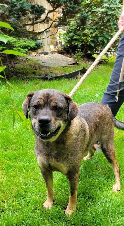 BOO, an adoptable Mountain Cur, Mixed Breed in Crossville, TN, 38557 | Photo Image 4