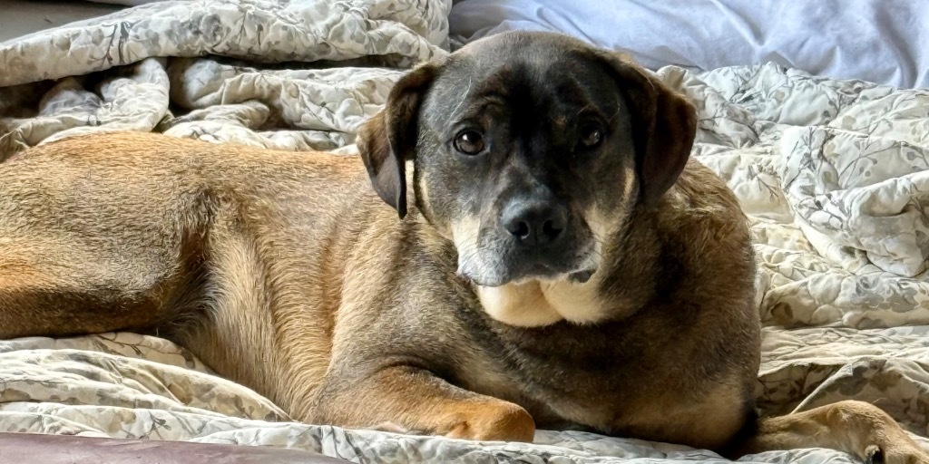 BOO, an adoptable German Shepherd Dog, Rottweiler in Crossville, TN, 38557 | Photo Image 4