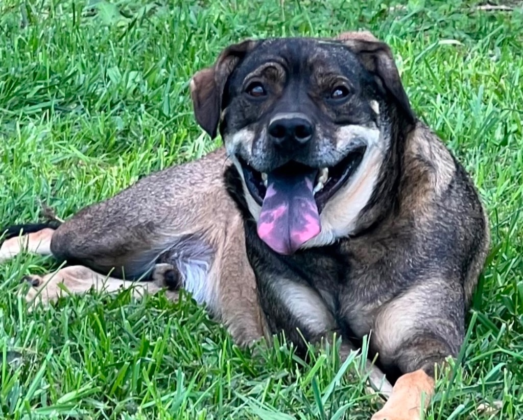 BOO, an adoptable German Shepherd Dog, Rottweiler in Crossville, TN, 38557 | Photo Image 5