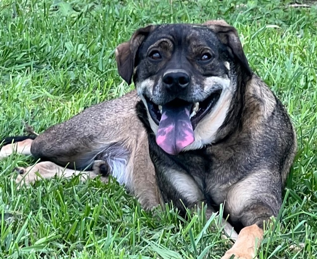 BOO, an adoptable German Shepherd Dog, Mountain Cur in Crossville, TN, 38557 | Photo Image 6