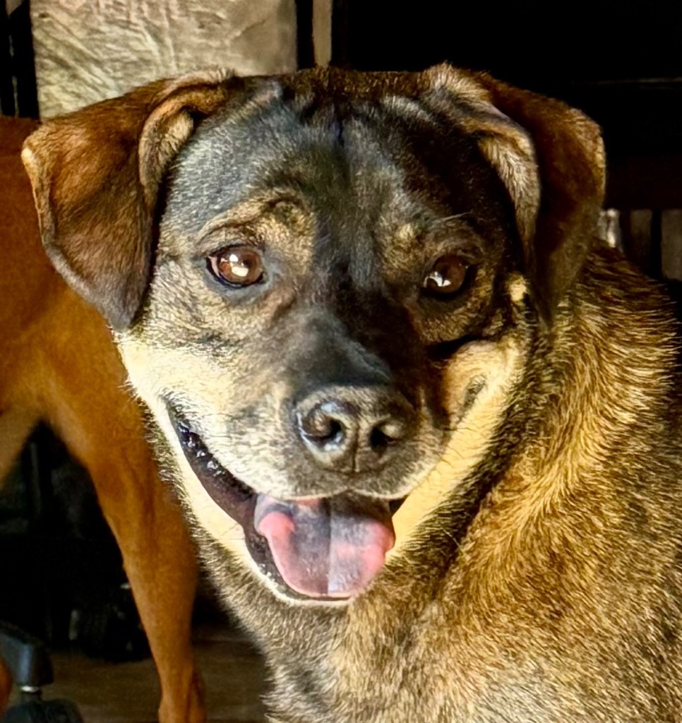 BOO, an adoptable German Shepherd Dog, Rottweiler in Crossville, TN, 38557 | Photo Image 6