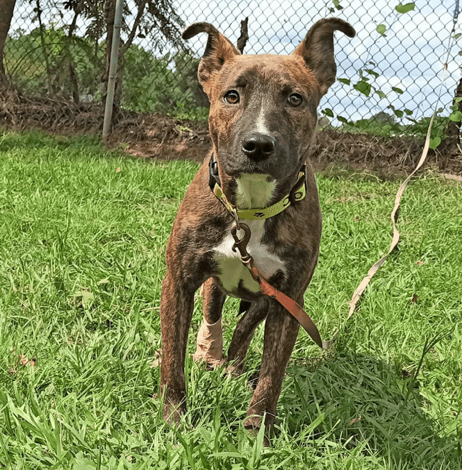 Dog for adoption - Lucky, an American Staffordshire Terrier & Hound Mix ...