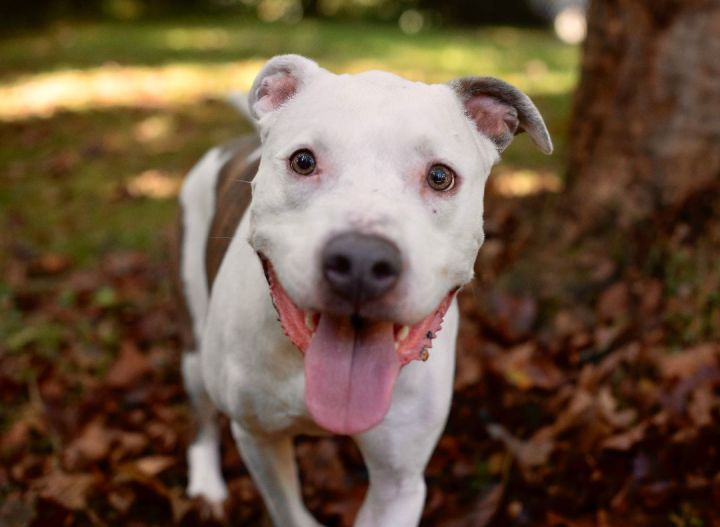 Parker, an adoptable American Bulldog & Pit Bull Terrier Mix in Bethel, CT_image-6