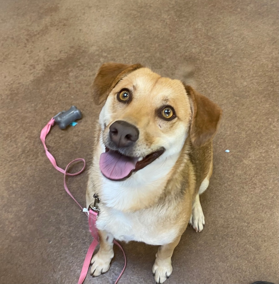 Daisy aka Pepa, an adoptable Collie, Mixed Breed in Huachuca City, AZ, 85616 | Photo Image 1