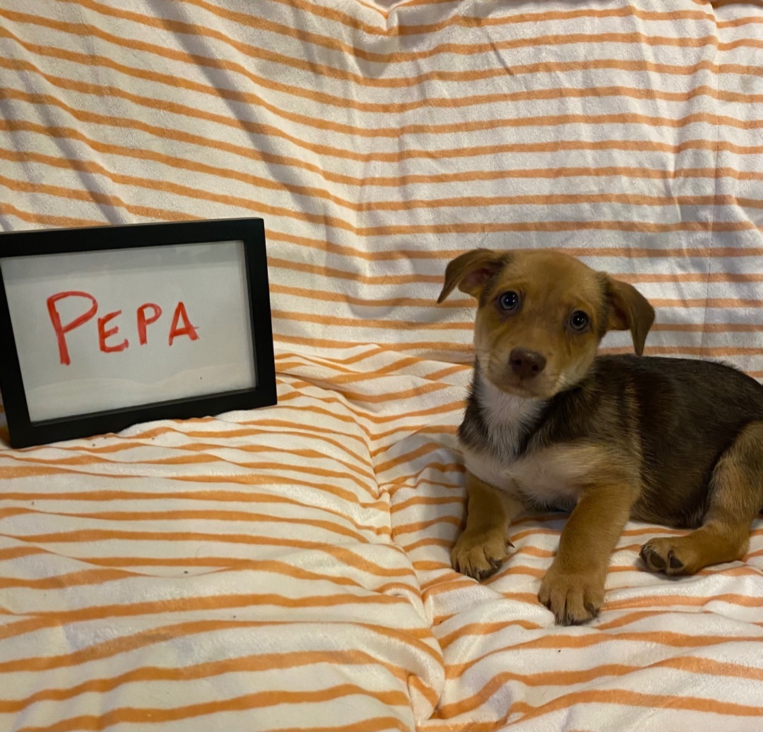 Daisy aka Pepa, an adoptable Collie, Mixed Breed in Huachuca City, AZ, 85616 | Photo Image 6
