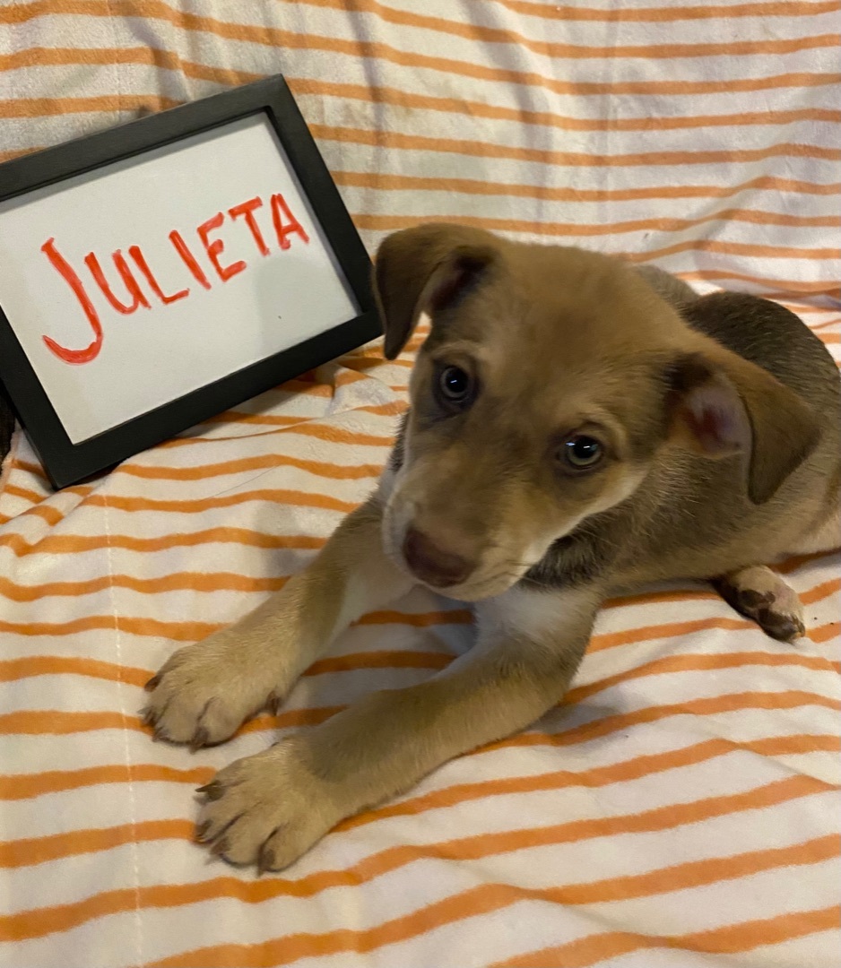 Julieta