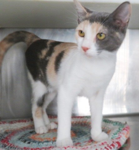 Wind, an adoptable Dilute Calico & Domestic Short Hair Mix in Carrollton, GA_image-2
