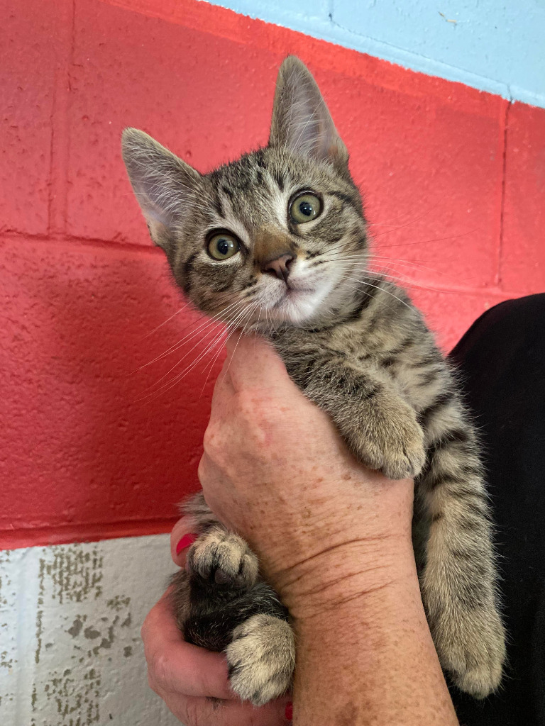 Crash / Ellie, an adoptable Domestic Medium Hair in Napa, CA, 94559 | Photo Image 2