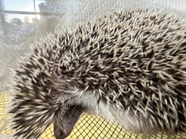 Alkali, an adoptable Hedgehog in Indianapolis, IN_image-1