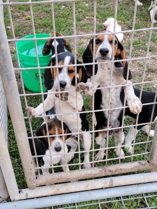 Pure Bred Beagle Puppies 4 males left