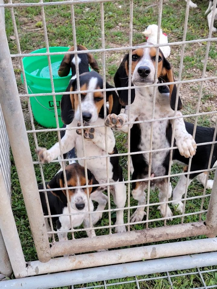 Pure Bred Beagle Puppies 4 males left 1