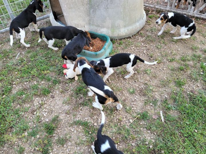 Pure Bred Beagle Puppies 4 males left 3