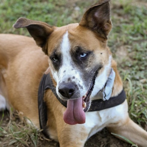 Zarco, an adoptable Boxer, Husky in Little Rock, AR, 72223 | Photo Image 1