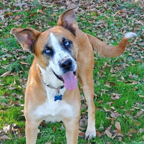 Zarco, an adoptable Boxer, Husky in Little Rock, AR, 72223 | Photo Image 3