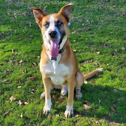 Zarco, an adoptable Boxer, Husky in Little Rock, AR, 72223 | Photo Image 4