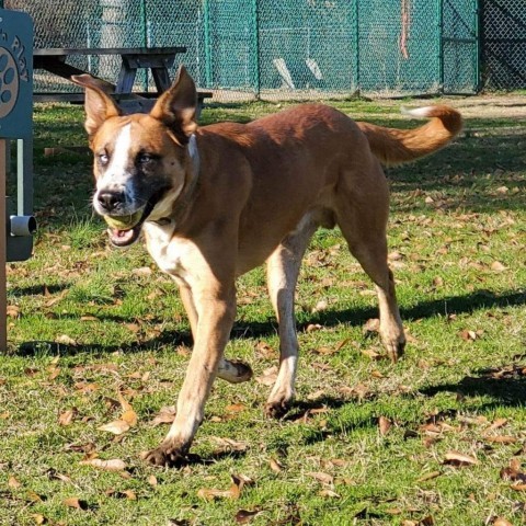 Zarco, an adoptable Boxer, Husky in Little Rock, AR, 72223 | Photo Image 5