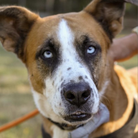 Zarco, an adoptable Boxer, Husky in Little Rock, AR, 72223 | Photo Image 6
