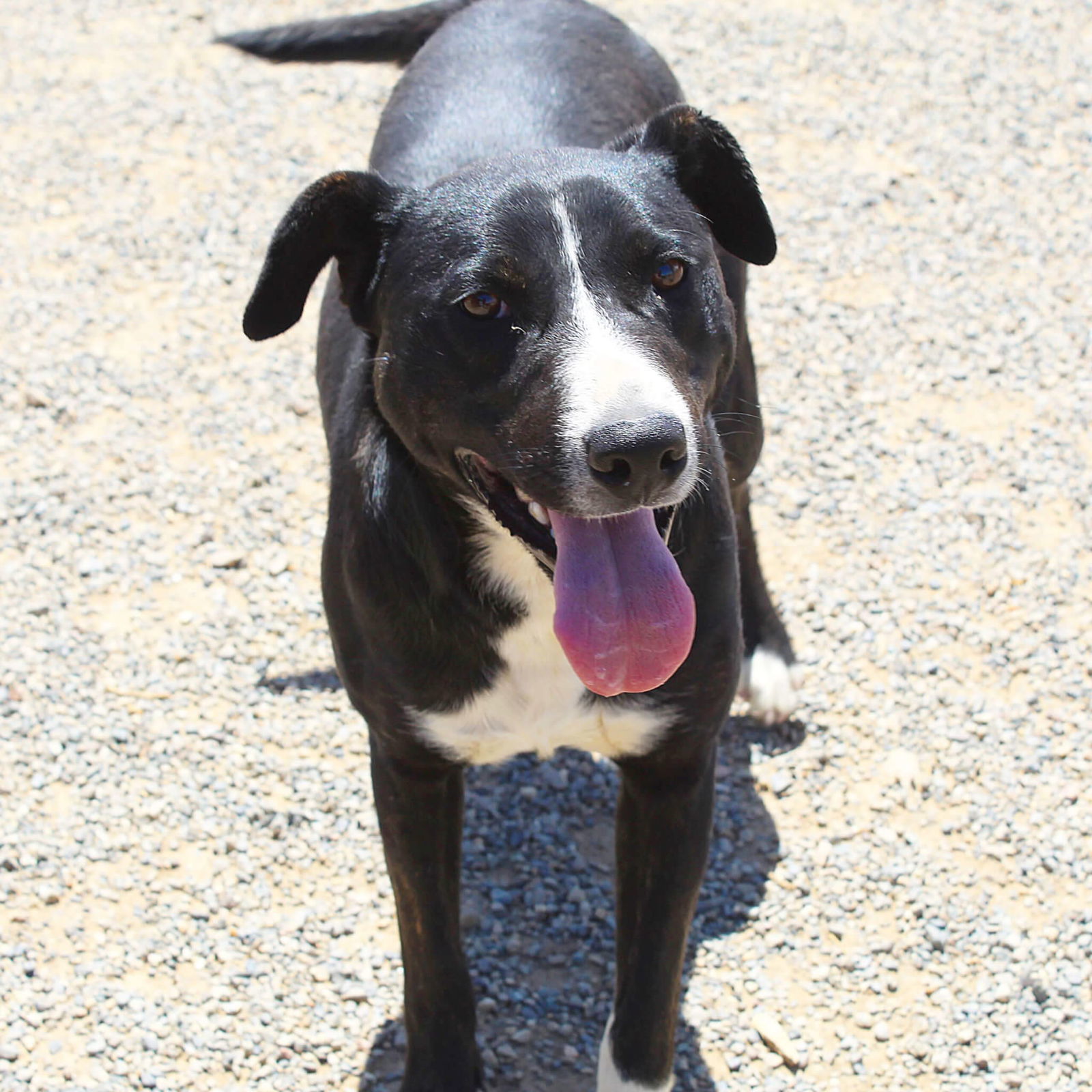 Denise, an adoptable Pit Bull Terrier in Yreka, CA, 96097 | Photo Image 1