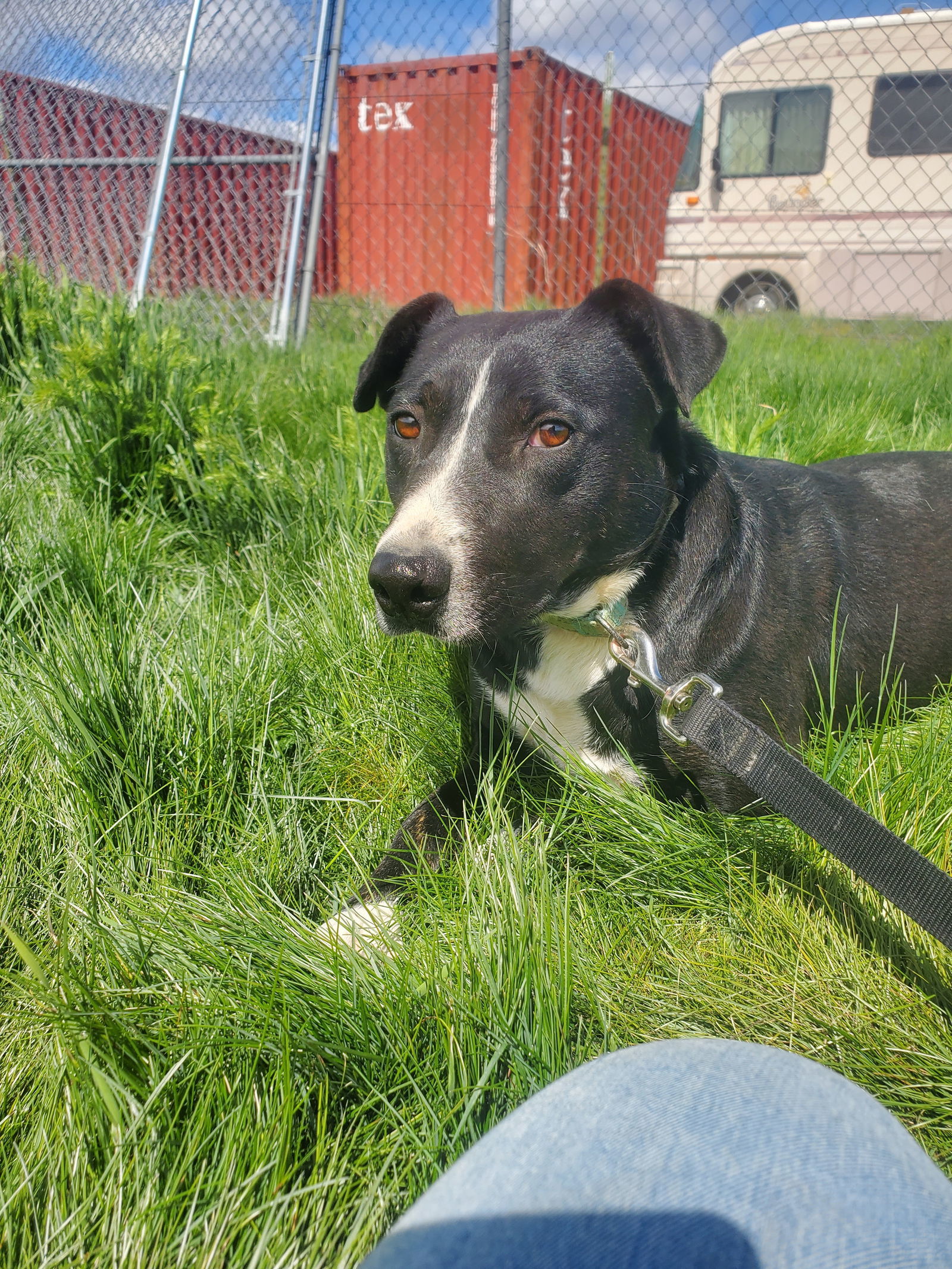 Denise, an adoptable Pit Bull Terrier in Yreka, CA, 96097 | Photo Image 2