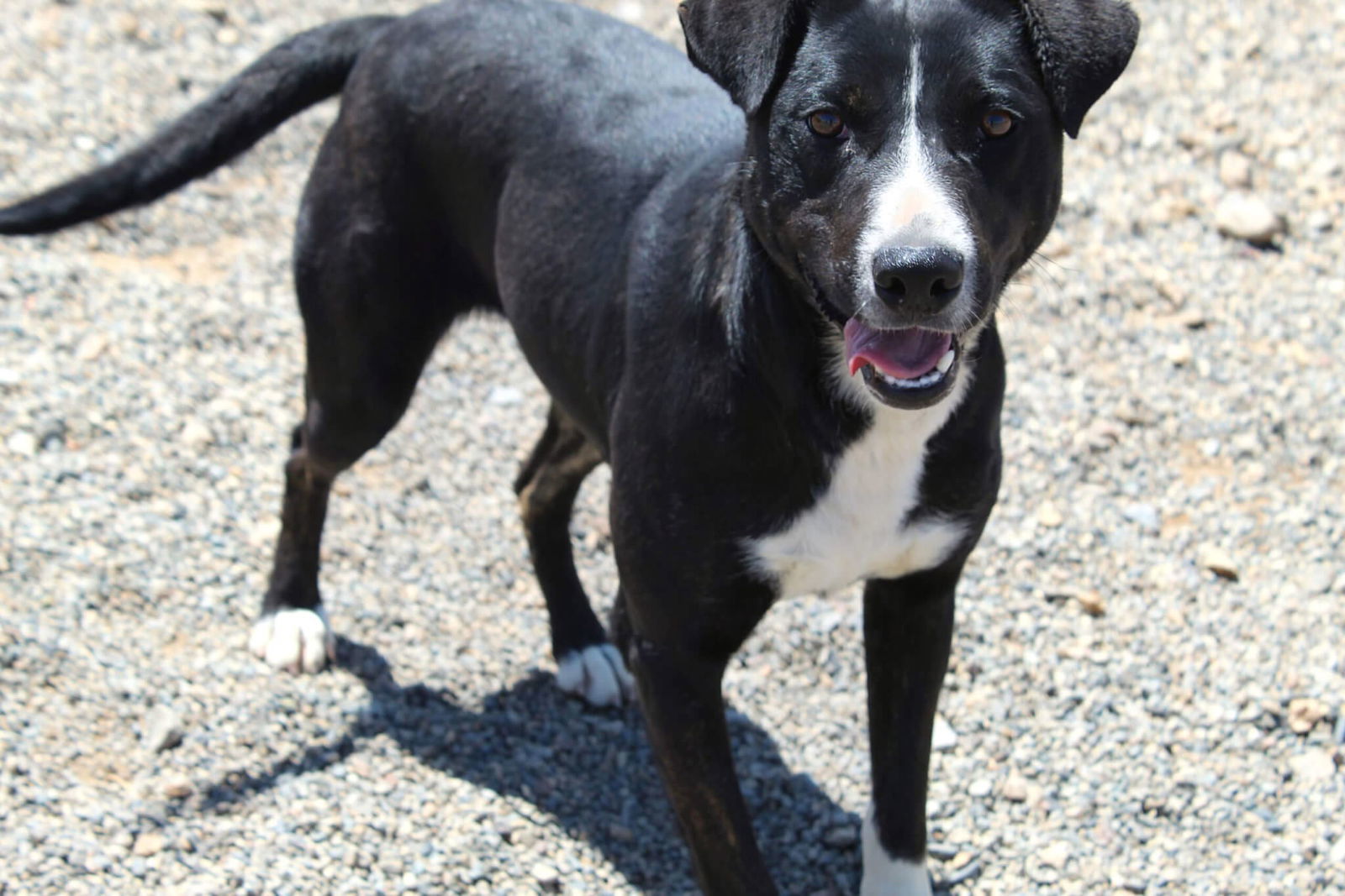 Denise, an adoptable Pit Bull Terrier in Yreka, CA, 96097 | Photo Image 3