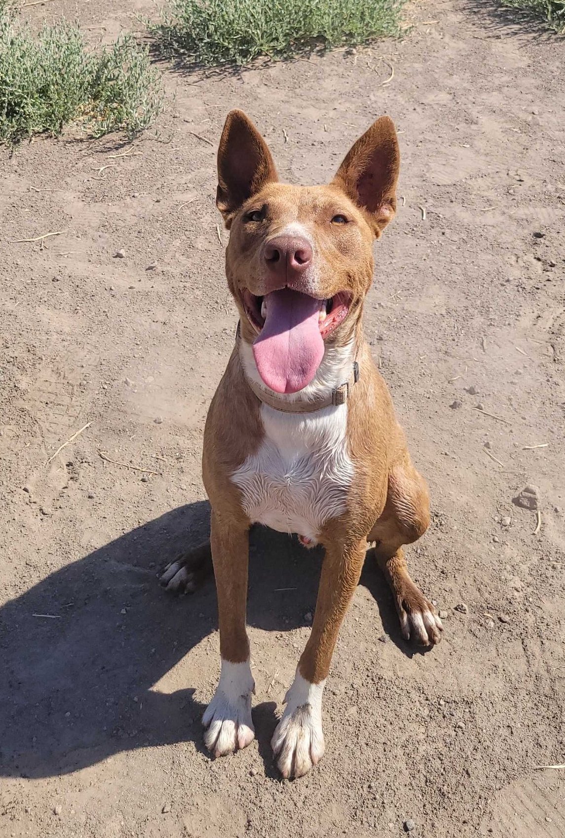 Tracker, an adoptable Cattle Dog, Pit Bull Terrier in Yreka, CA, 96097 | Photo Image 2
