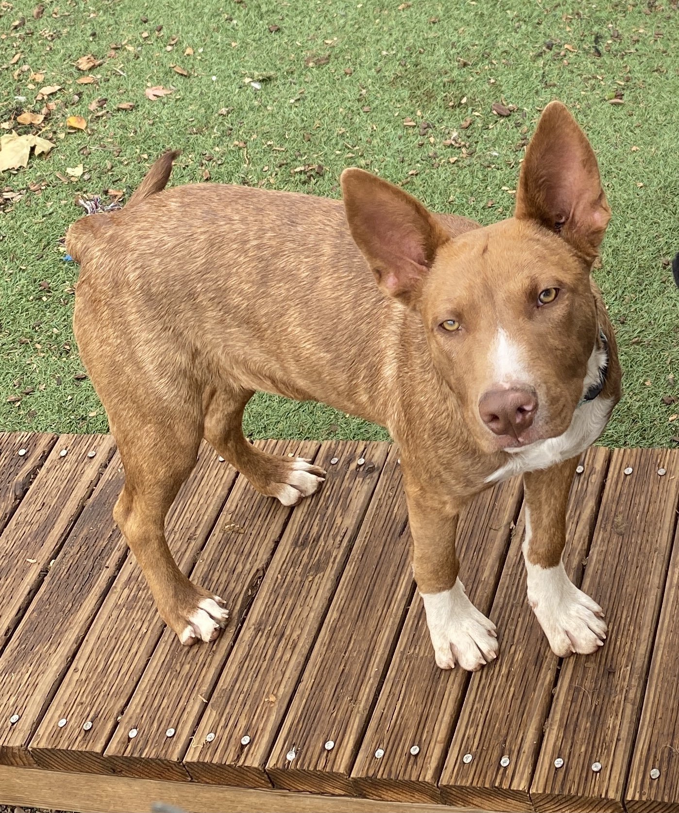 Tracker, an adoptable Cattle Dog, Pit Bull Terrier in Yreka, CA, 96097 | Photo Image 3