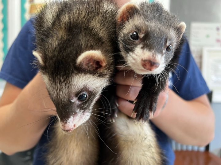 Wonton and Dumpling (bonded pair), an adopted Ferret in Medford, NY_image-1