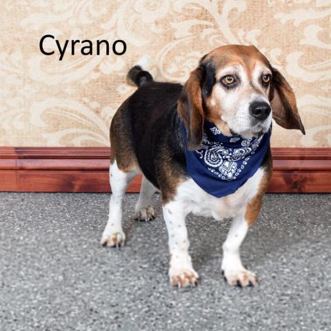 Cyrano