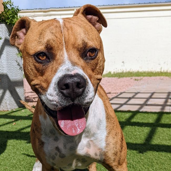Dojo, an adoptable American Bulldog in Payson, AZ, 85541 | Photo Image 1