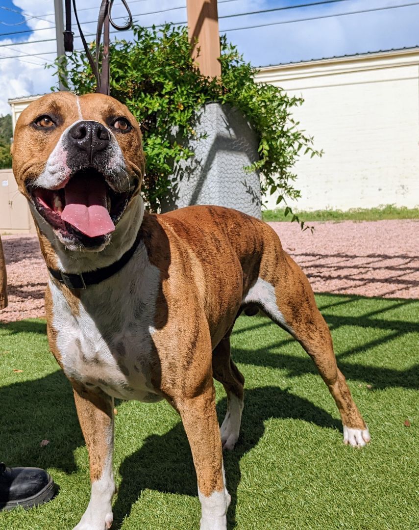 Dojo, an adoptable American Bulldog in Payson, AZ, 85541 | Photo Image 2