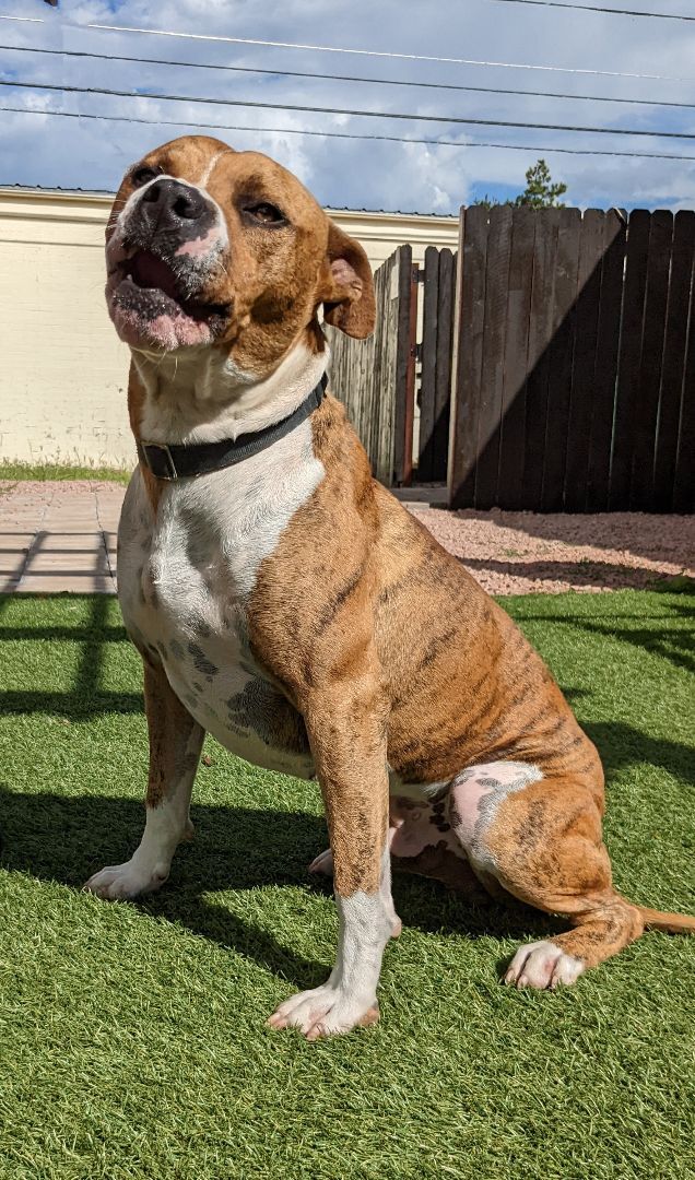 Dojo, an adoptable American Bulldog in Payson, AZ, 85541 | Photo Image 3