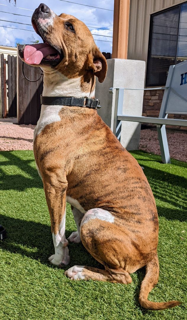Dojo, an adoptable American Bulldog in Payson, AZ, 85541 | Photo Image 4