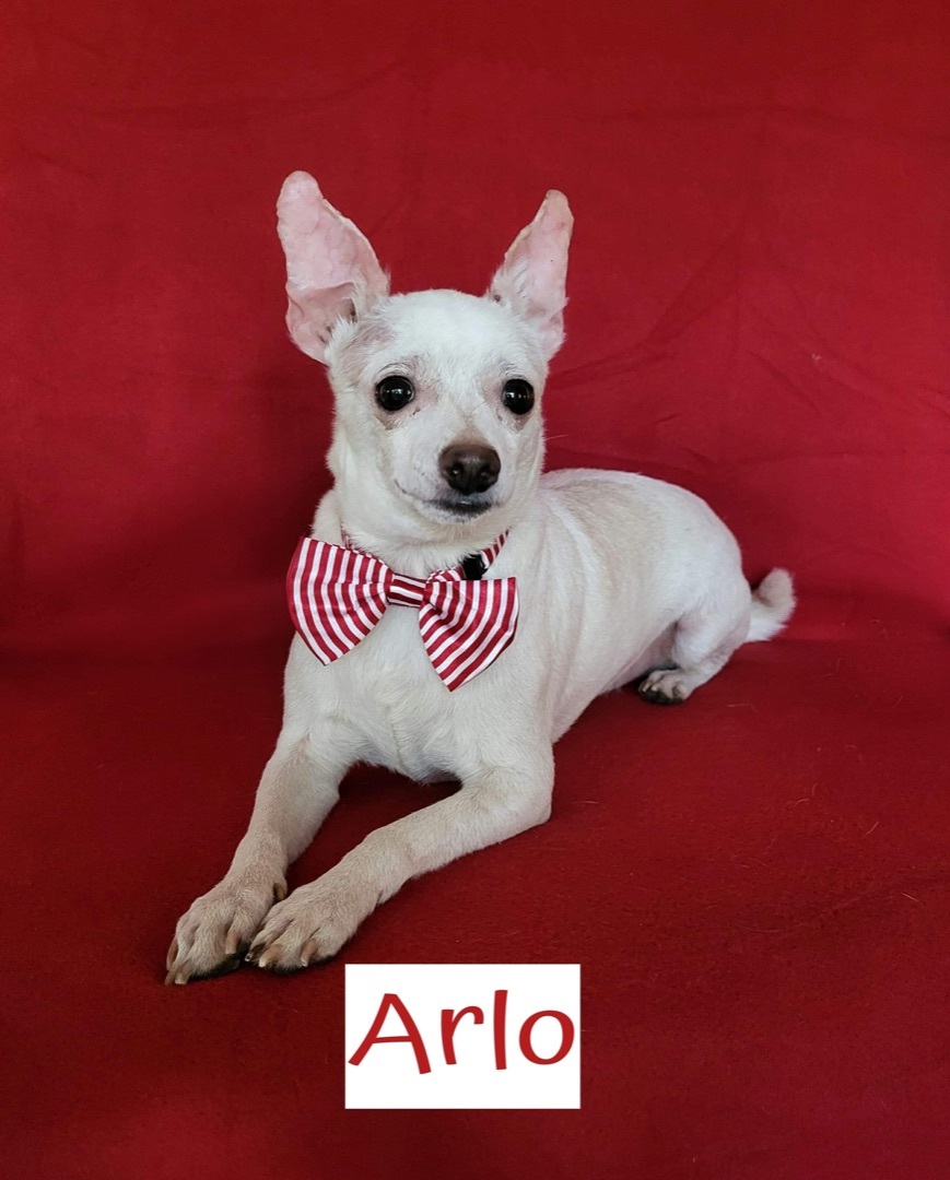 Arlo