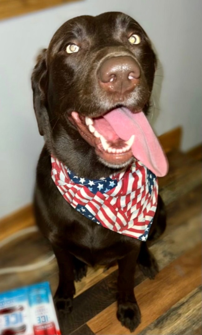 Trainee , an adoptable Labrador Retriever & Chocolate Labrador Retriever Mix in Oswego, IL_image-2